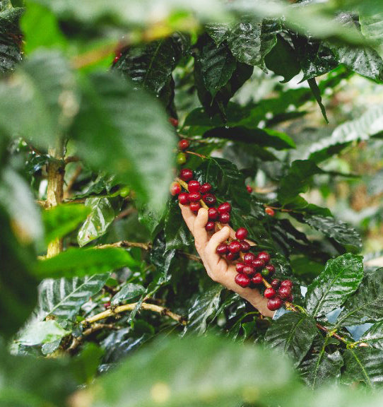 HONDURAS - El Quidambar Honey